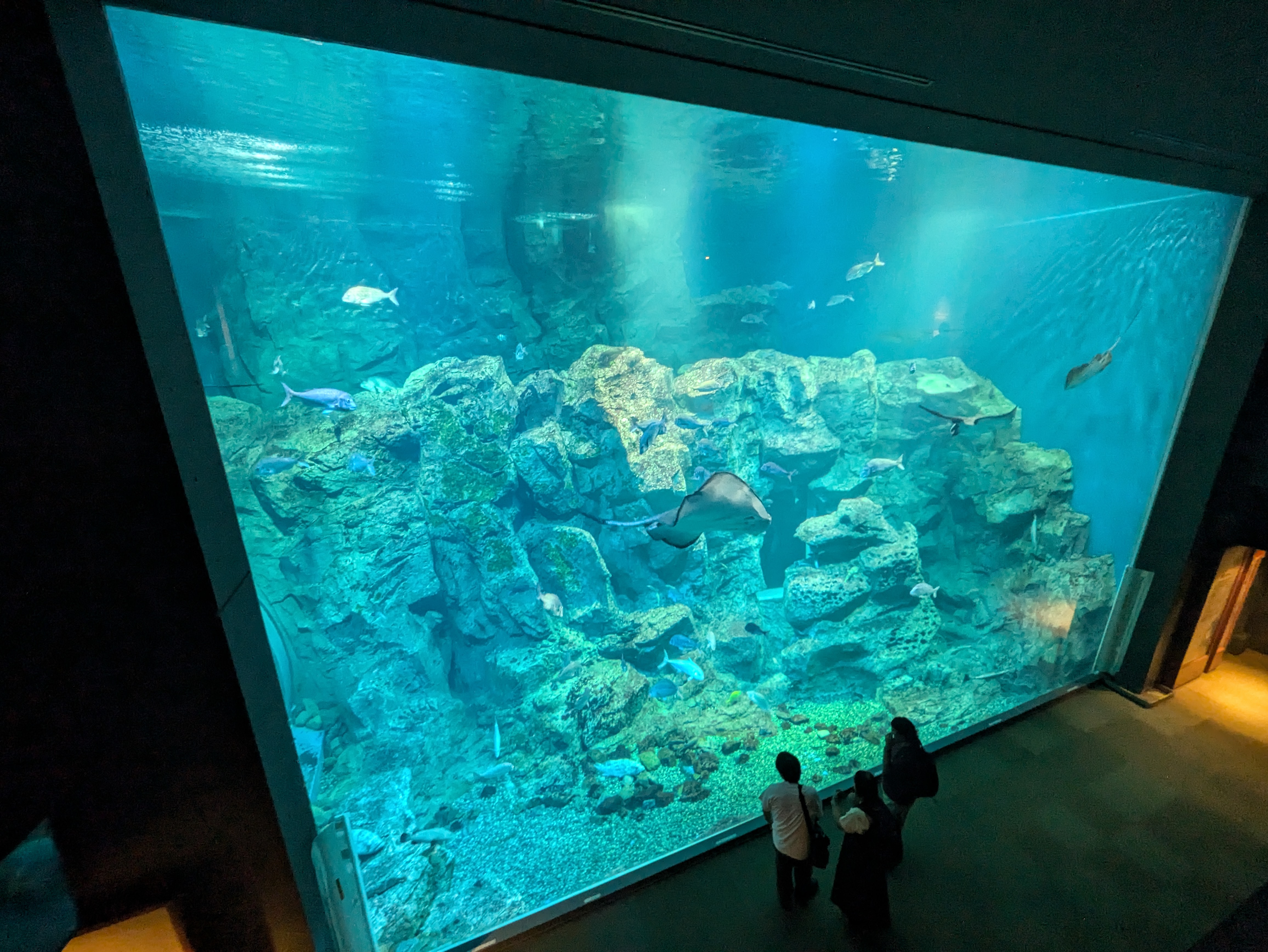 男鹿水族館GAOの水槽の写真