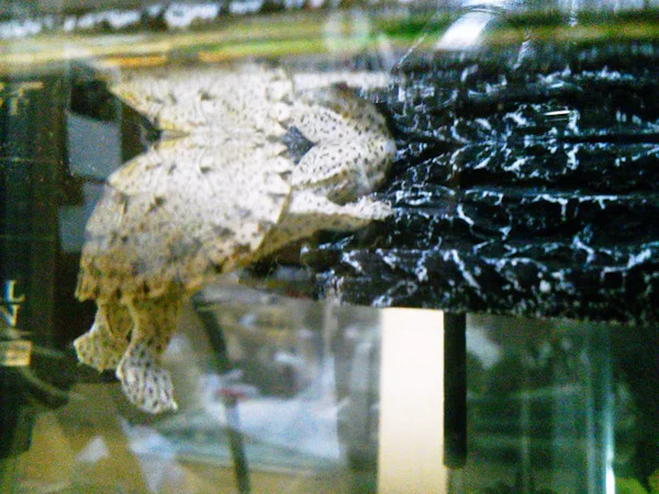 事務所に熱帯魚