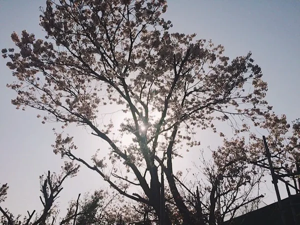 事務所の桜