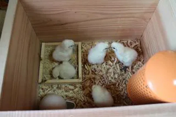 動物出産中