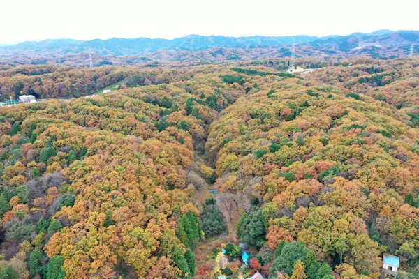 紅葉