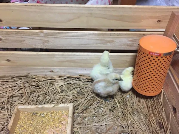 ひよこ誕生(^^♪(^^♪