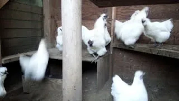 工場の烏骨鶏達