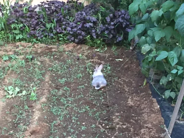 工場のうさぎ