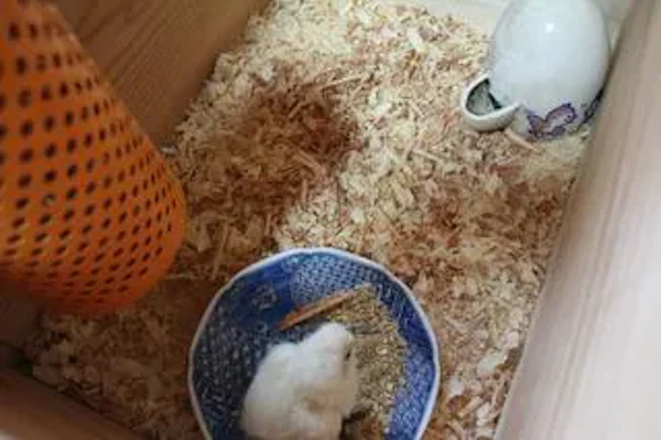 ひよこ誕生