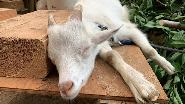 うちの動物たち