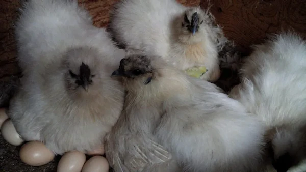 烏骨鶏のヒナ誕生