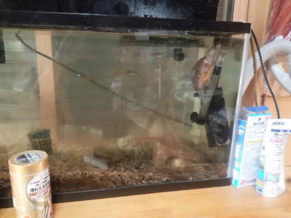 カメが巨大化