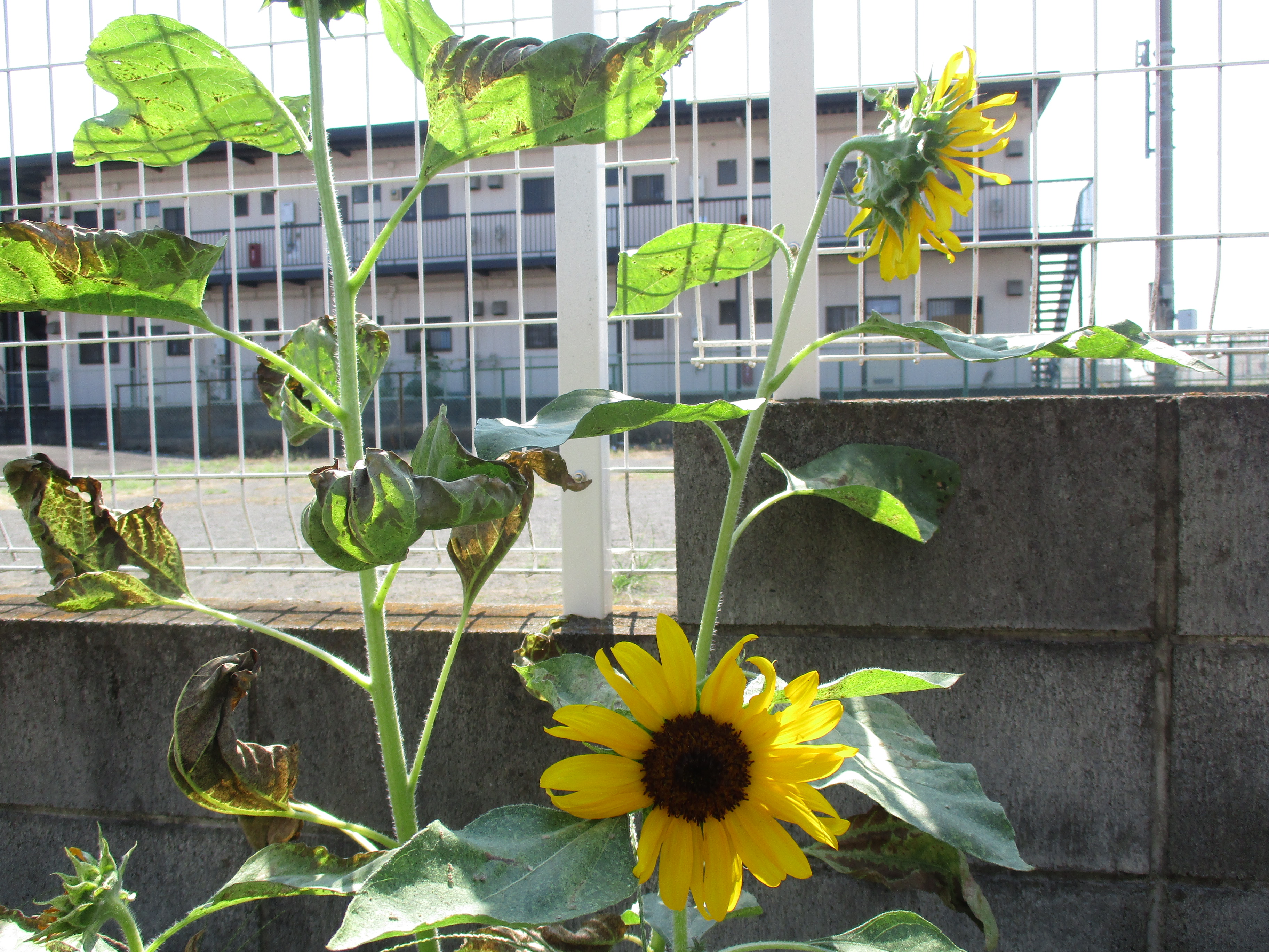 ブログ写真