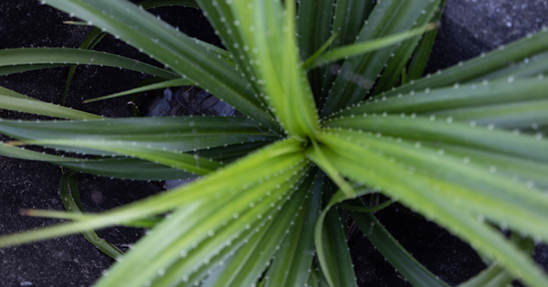 敏感肌向けの人気低刺激シャンプーランキング!選び方から洗い方まで徹底解説