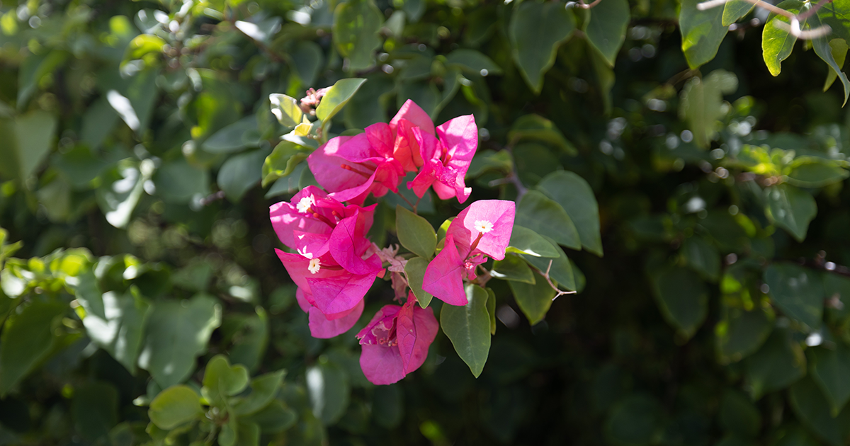 抜け毛対策シャンプー人気ランキング!正しい洗い方と選び方!抜け毛の原因も解説