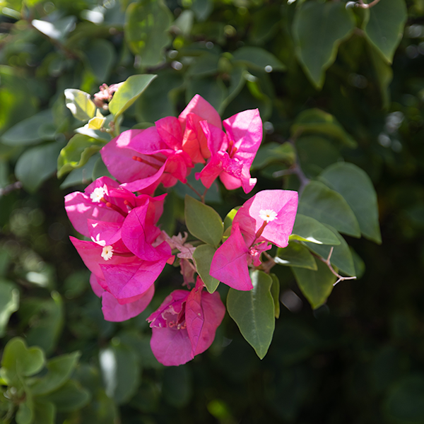 抜け毛対策シャンプー人気ランキング!正しい洗い方と選び方!抜け毛の原因も解説