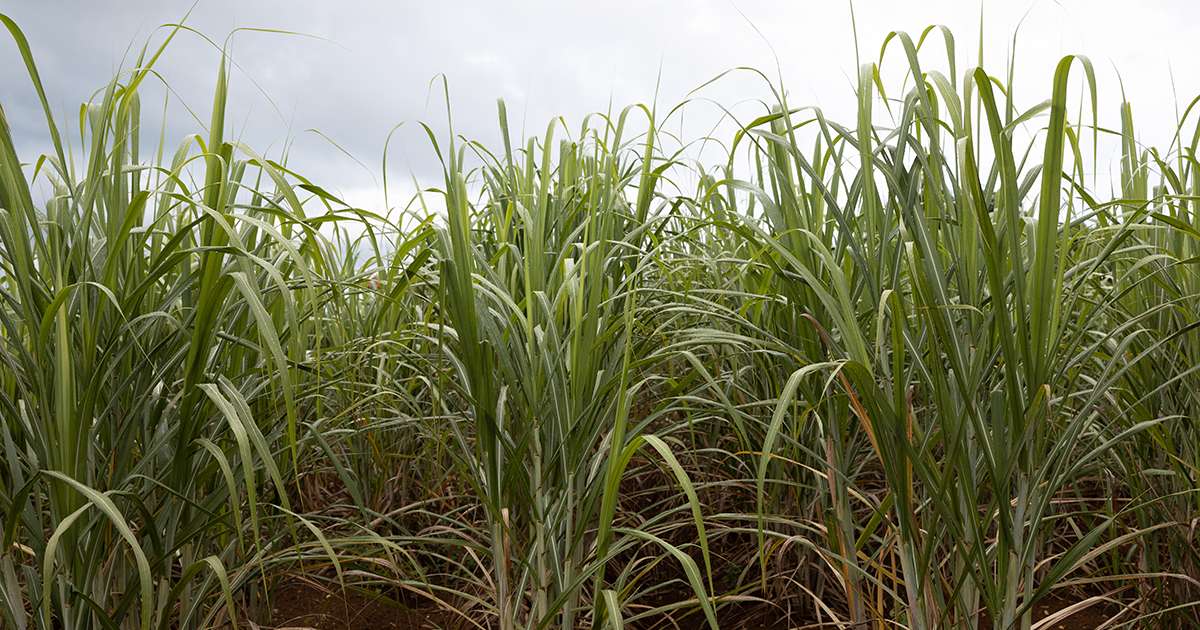 頭皮ケア・ヘアケアに人気のシャンプー15選!髪に優しいシャンプーを探そう