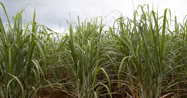 頭皮ケア・ヘアケアに人気のシャンプー15選!髪に優しいシャンプーを探そう
