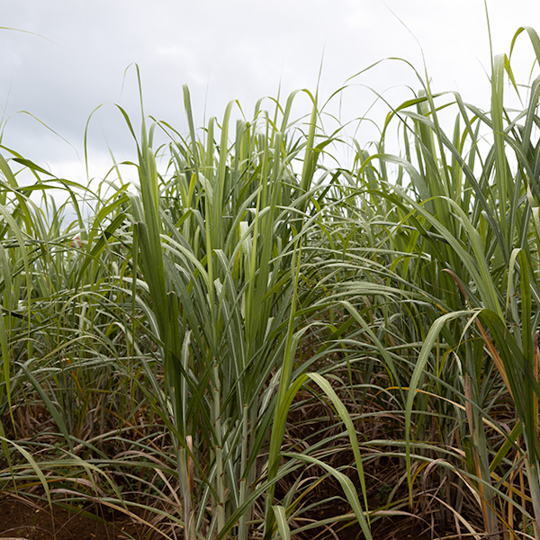 頭皮ケア・ヘアケアに人気のシャンプー15選!髪に優しいシャンプーを探そう