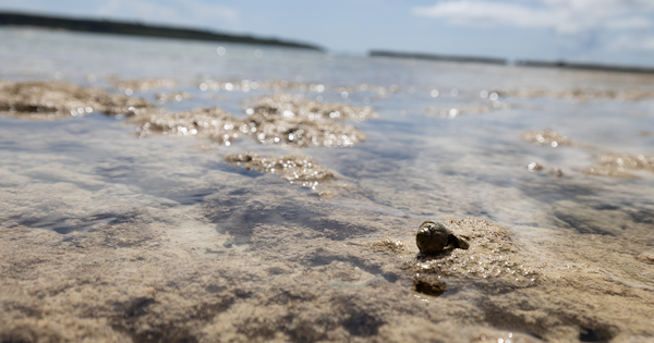 人気無添加シャンプーランキング!選び方や効果などを徹底解説