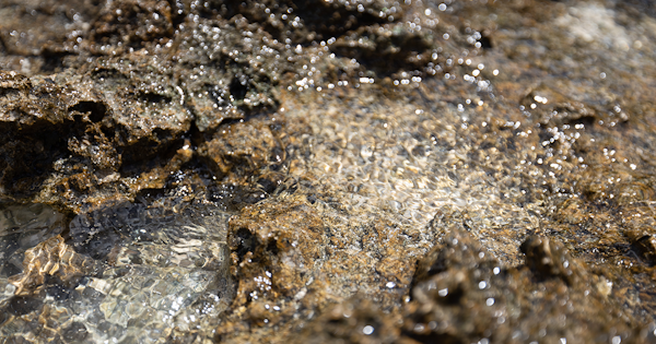 ヴィーガンシャンプーとは?特徴やメリット、人気ヴィーガンシャンプーも解説!