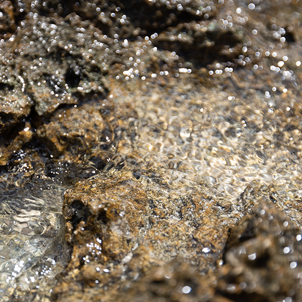 ヴィーガンシャンプーとは?特徴やメリット、人気ヴィーガンシャンプーも解説!