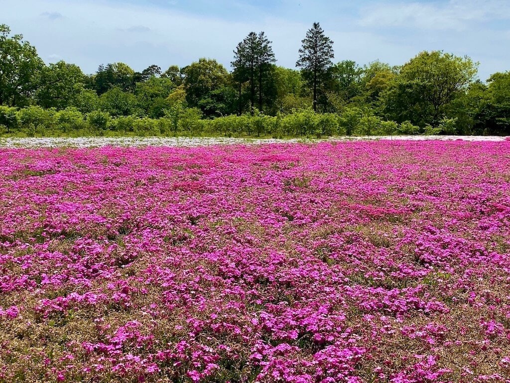 22年 北海道 東北 関東の芝桜おすすめスポット23選 見頃や開花情報も Recotrip レコトリップ