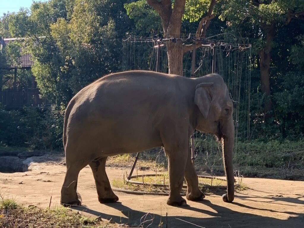 キッズ かわいい ぞうさんのリュック 富士サファリパーク購入品 登場大人気アイテム 富士サファリパーク購入品