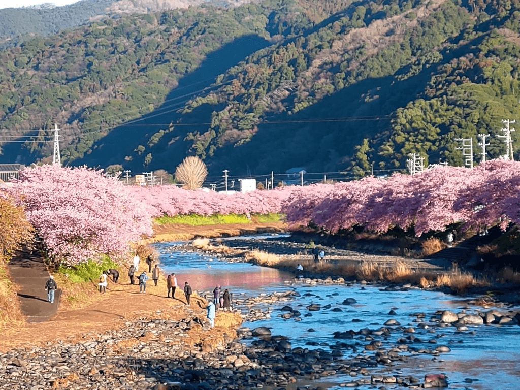 折り鶴盆栽【河津しだれ桜盆栽】 印象深い