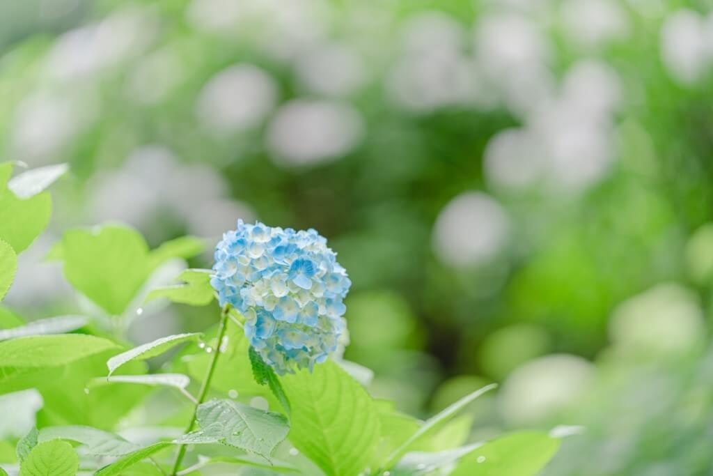 22年 関東の紫陽花 あじさい の名所選 見頃や開花情報も Recotrip レコトリップ