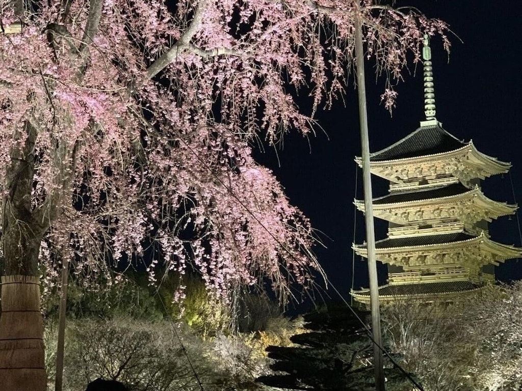 22年 京都府の桜の名所 穴場選 見頃や満開時期はいつ Recotrip レコトリップ