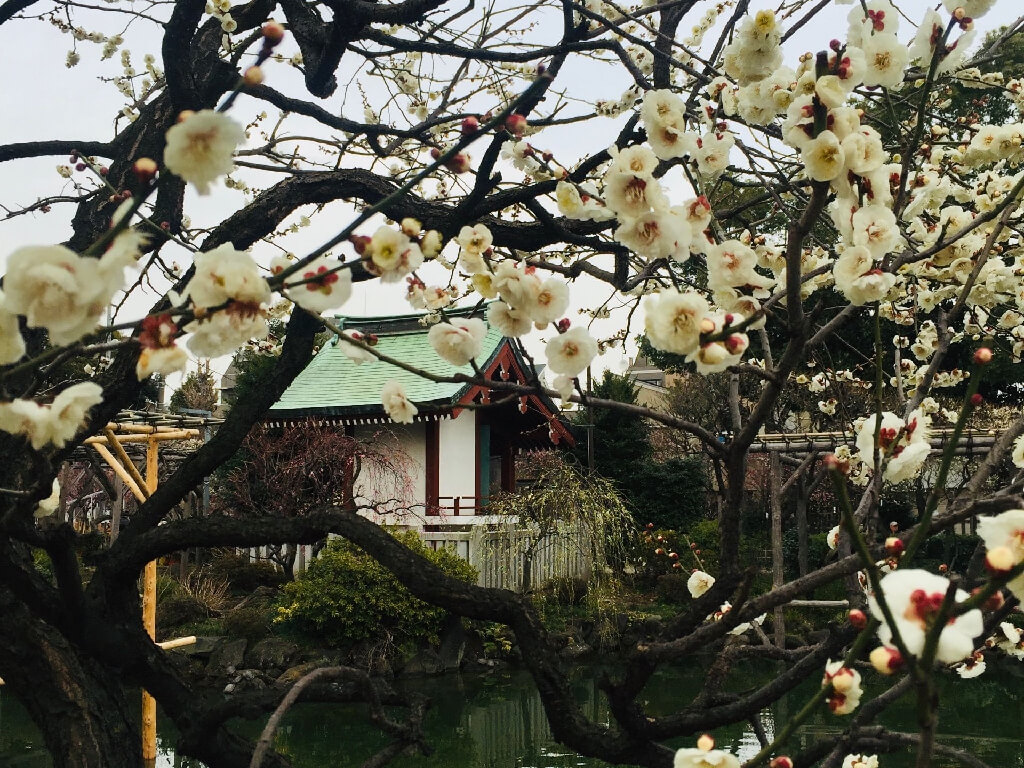 いラインアップ 梅花石？ 梅の木と、お花がいっぱい 梅の木と、お花が