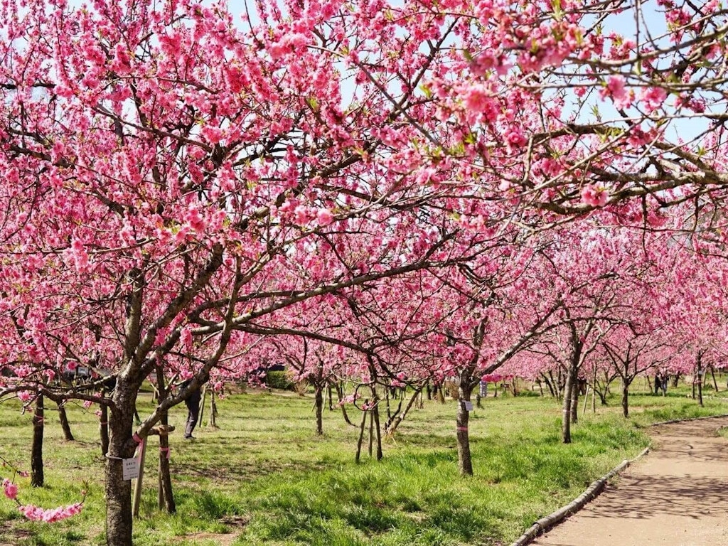 全国版 花桃 桃の花 の名所11選 22年の開花時期や見頃はいつ Recotrip レコトリップ