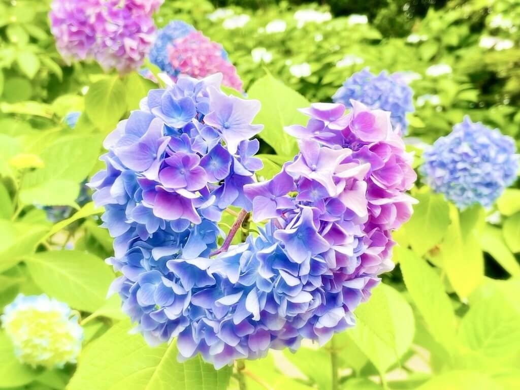 22年 関西の紫陽花 あじさい 名所 穴場16選 見頃や開花情報も Recotrip レコトリップ