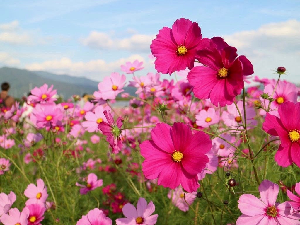 21年版 秋の絶景 関西のコスモスの名所 見頃 アクセスを紹介 Recotrip レコトリップ