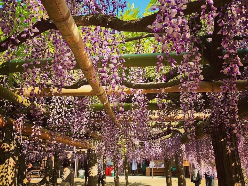 22年 全国の藤 藤棚の名所43選 見ごろやイベント情報も Recotrip レコトリップ 22年 全国の藤 藤棚の名所43選 見ごろやイベント情報も Recotrip レコトリップ