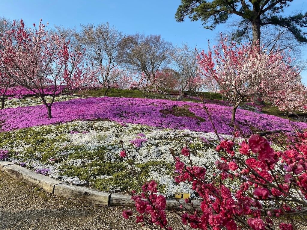 22年 中部 関西地方の芝桜おすすめ名所25選 見頃や開花情報も Recotrip レコトリップ