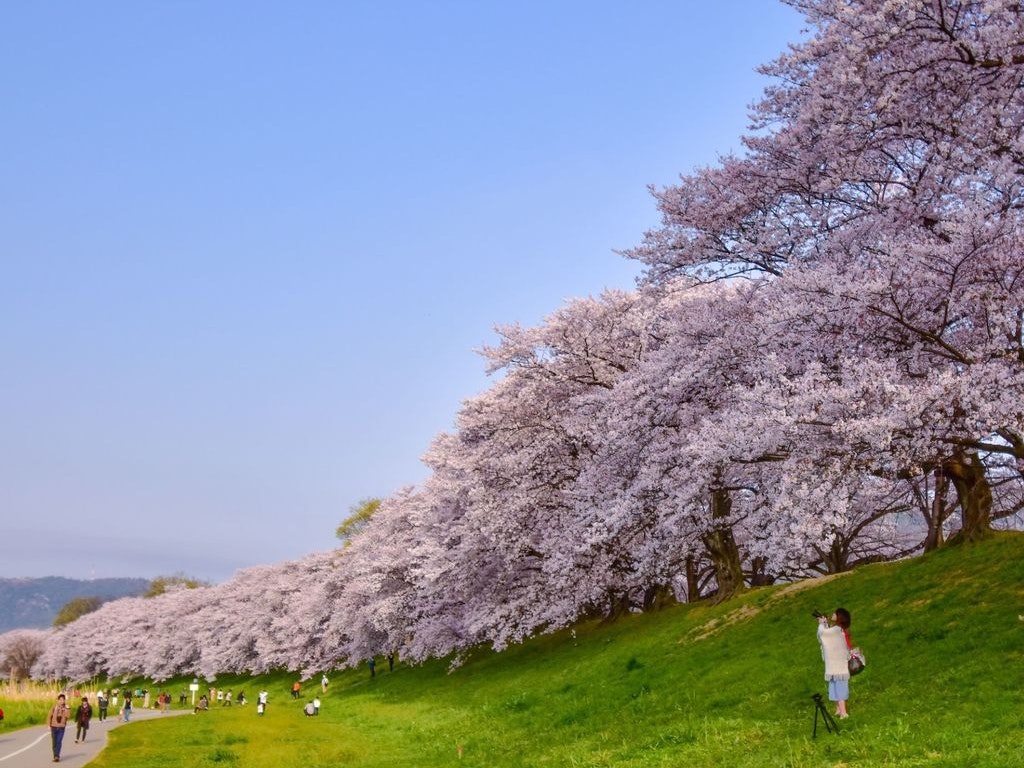 関西随一の桜スポット 京都 背割堤 満開の桜の下をお花見散歩 Recotrip レコトリップ 関西随一の桜スポット 京都 背割堤 満開の桜の下をお花見散歩 Recotrip レコトリップ