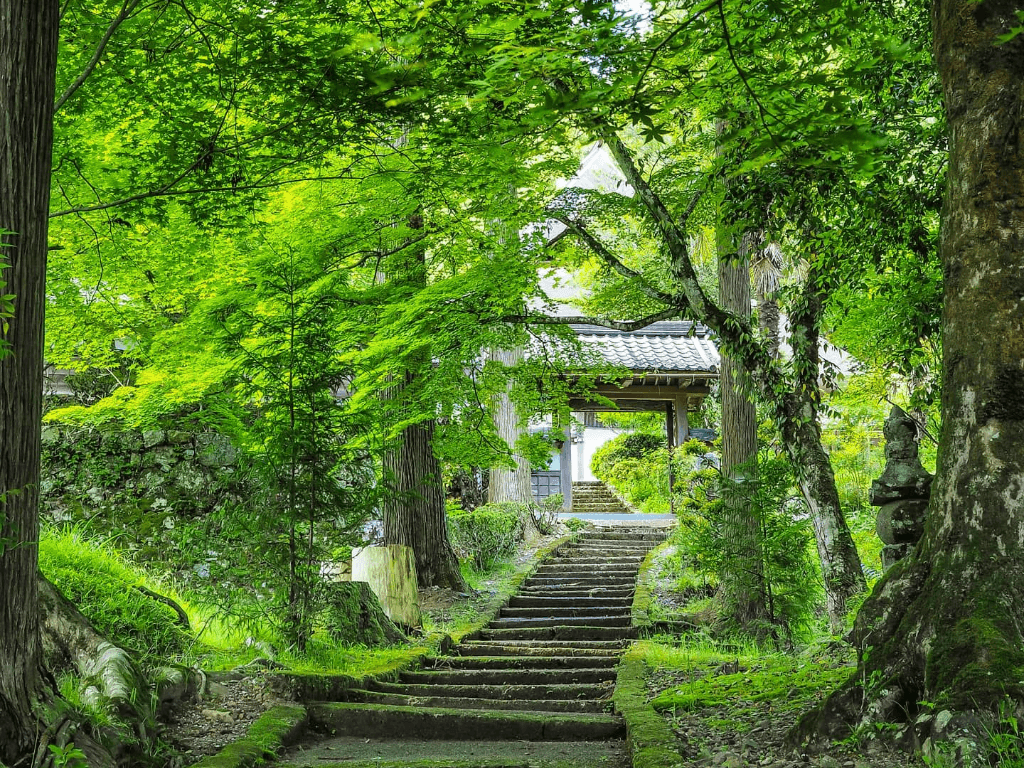 新緑の京都】初夏の風物詩！新緑・青もみじが美しい京都の観光スポット