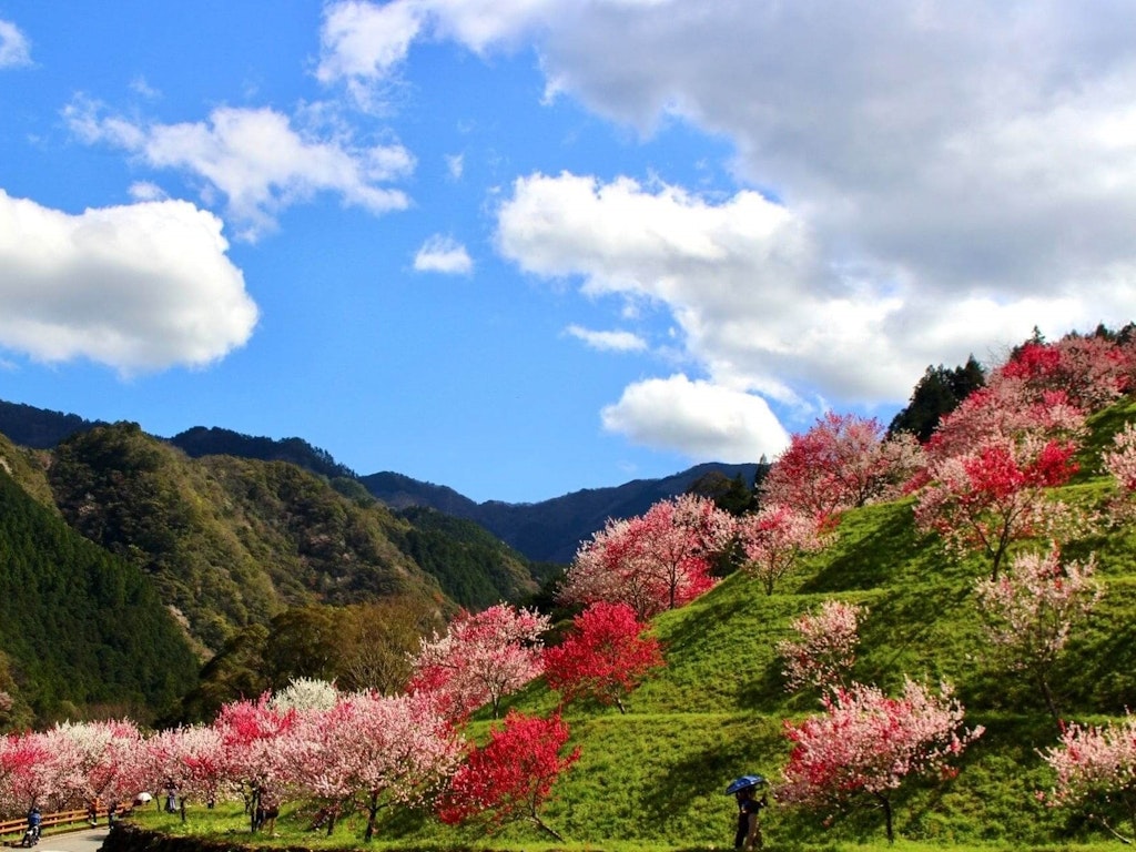 全国版 花桃 桃の花 の名所11選 22年の開花時期や見頃はいつ Recotrip レコトリップ