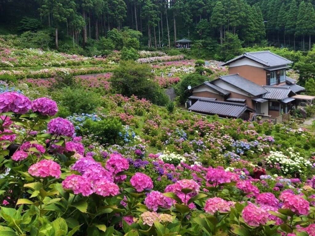 22年 関東の紫陽花 あじさい の名所選 見頃や開花情報も Recotrip レコトリップ