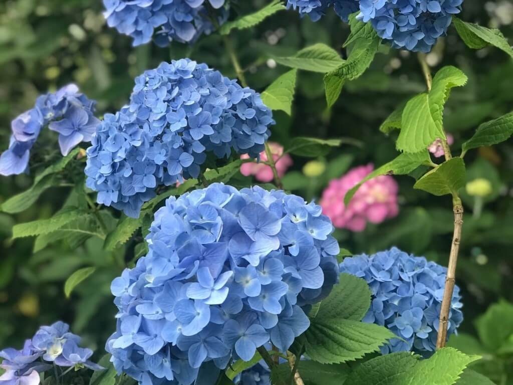 22年 関東の紫陽花 あじさい の名所選 見頃や開花情報も Recotrip レコトリップ 22年 関東の紫陽花 あじさい の名所選 見頃や開花情報も Recotrip レコトリップ
