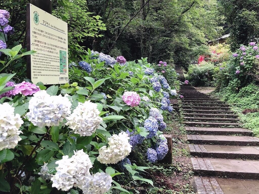 22年 関東の紫陽花 あじさい の名所選 見頃や開花情報も Recotrip レコトリップ