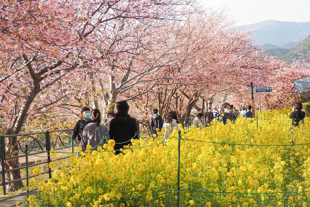 22年 東京都近郊のお花見スポット 桜の名所選 見頃や開花情報も Recotrip レコトリップ