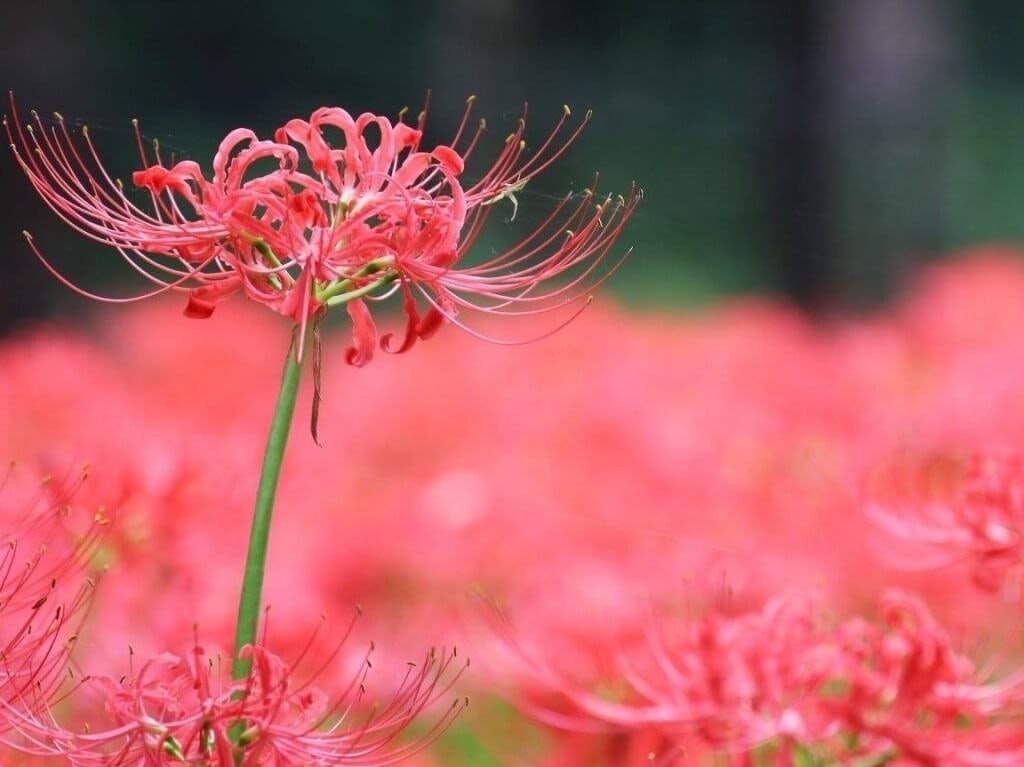 22年 全国のおすすめ彼岸花 ヒガンバナ の観光名所 定番から穴場まで Recotrip レコトリップ