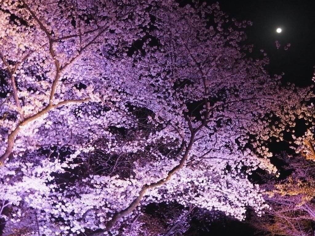 22年 関西のおすすめ花見スポット 桜の名所選 見頃や開花情報も Recotrip レコトリップ
