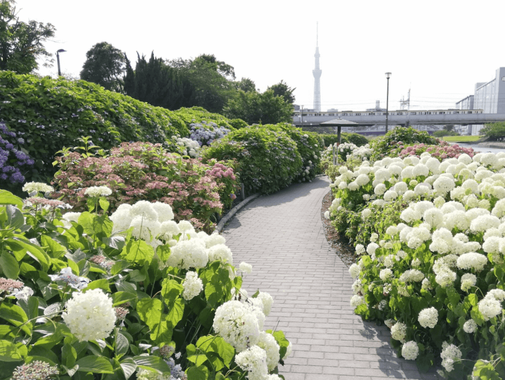 22年 東京の紫陽花 あじさい の名所16選 見頃や穴場も Recotrip レコトリップ
