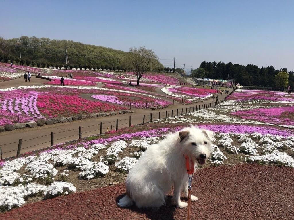 22年 北海道 東北 関東の芝桜おすすめスポット23選 見頃や開花情報も Recotrip レコトリップ