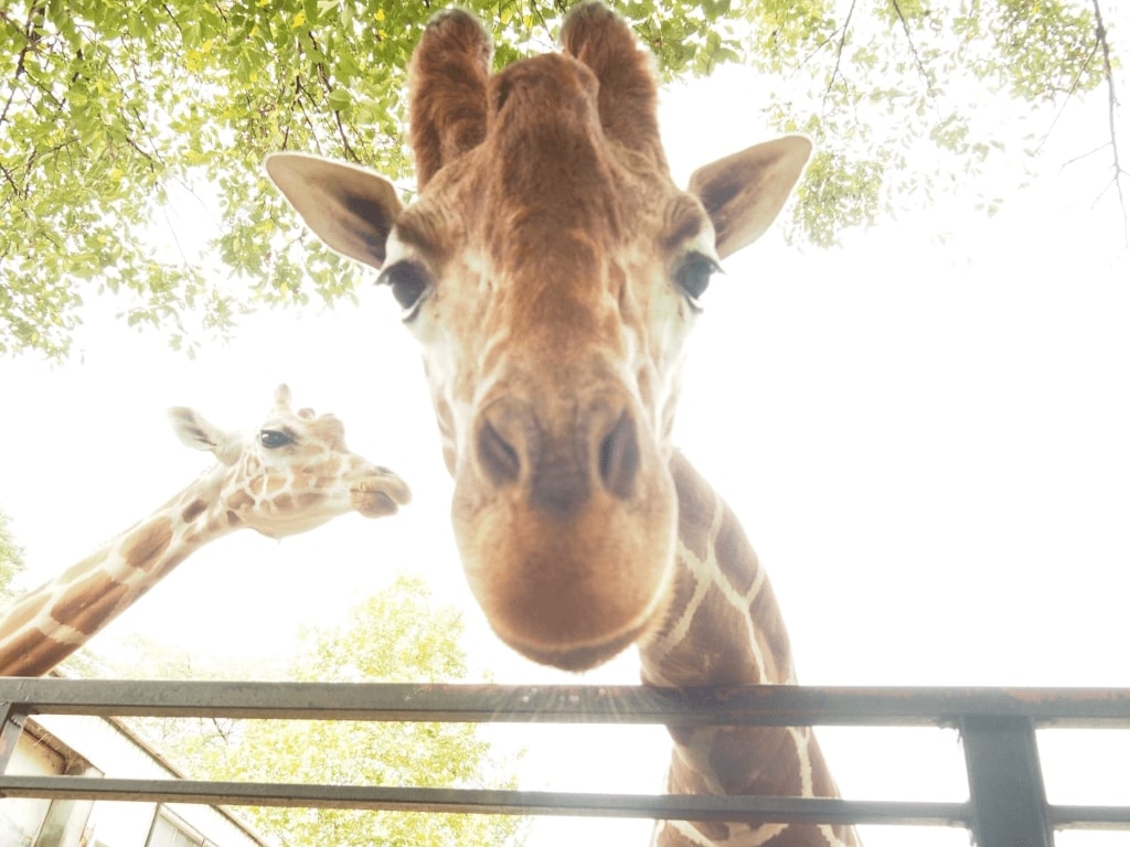 2024年】関東のおすすめ動物園33選《サファリパークや触れ合いイベントも！》｜RECOTRIP（レコトリップ）