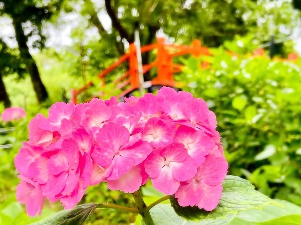 22年 関西の紫陽花 あじさい 名所 穴場16選 見頃や開花情報も Recotrip レコトリップ