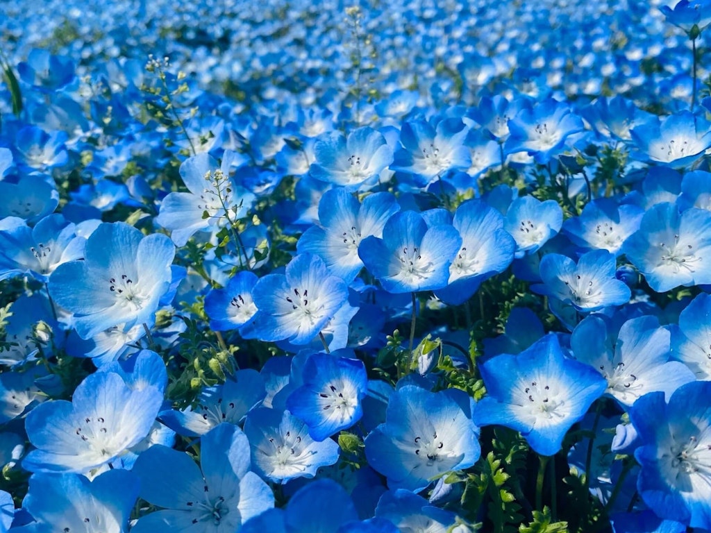 22年 全国のネモフィラの名所 おすすめスポット25選 見頃や開花情報も Recotrip レコトリップ