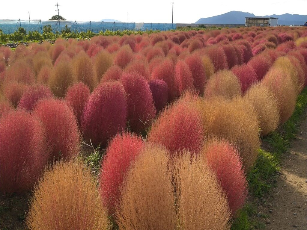 22年 全国のコキアの名所 おすすめ観光スポット22選 見頃情報も Recotrip レコトリップ