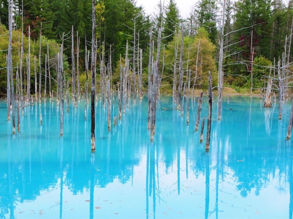 これぞ青の絶景 北海道の美瑛を代表する 青い池 を見に行こう Recotrip レコトリップ