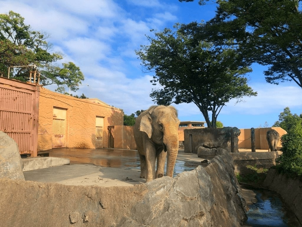 蝶の標本 熱帯ジャングルを舞う宝石(珍) 2024年】関東のおすすめ動物園33